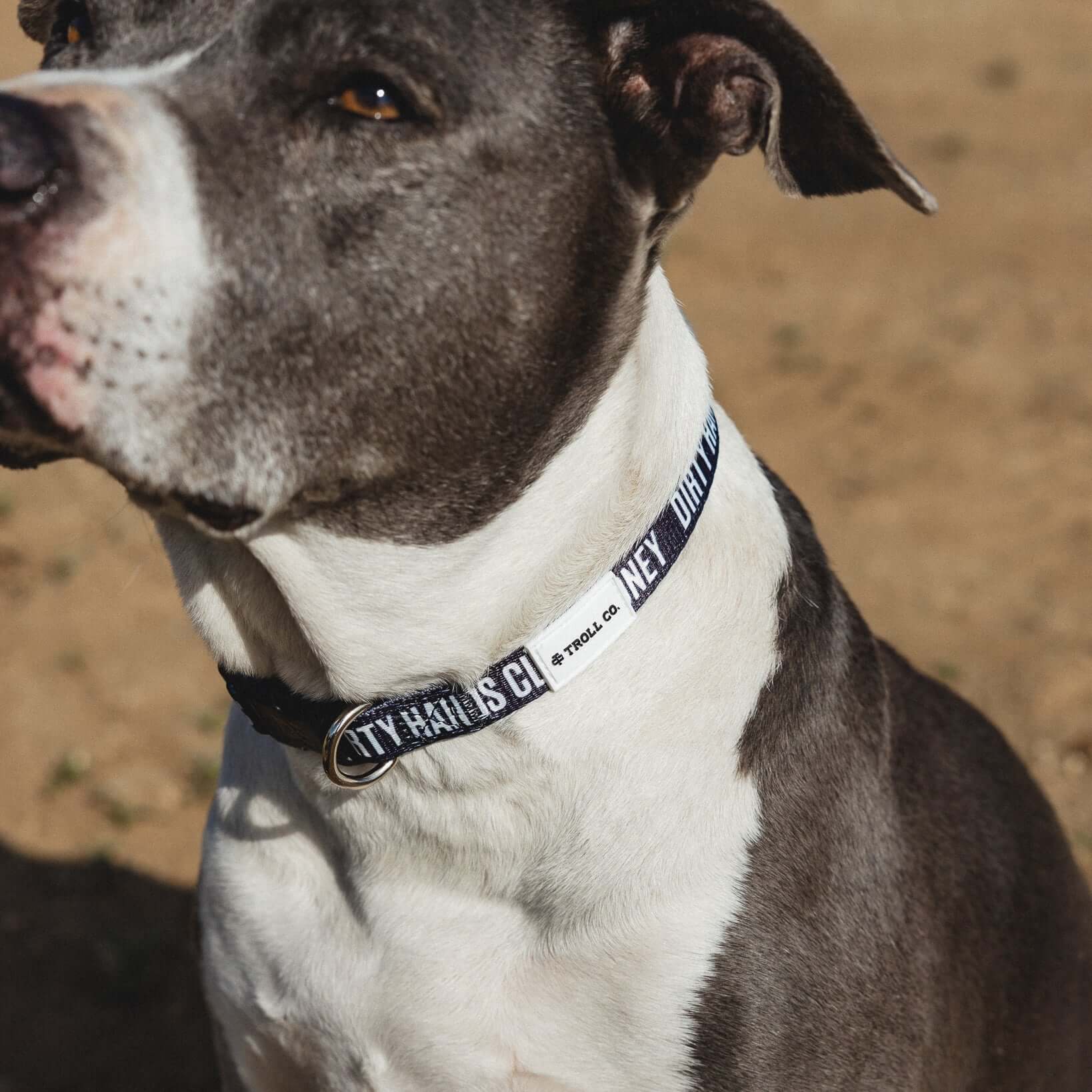 DHCM Heavy Duty Dog Collar - Image 3