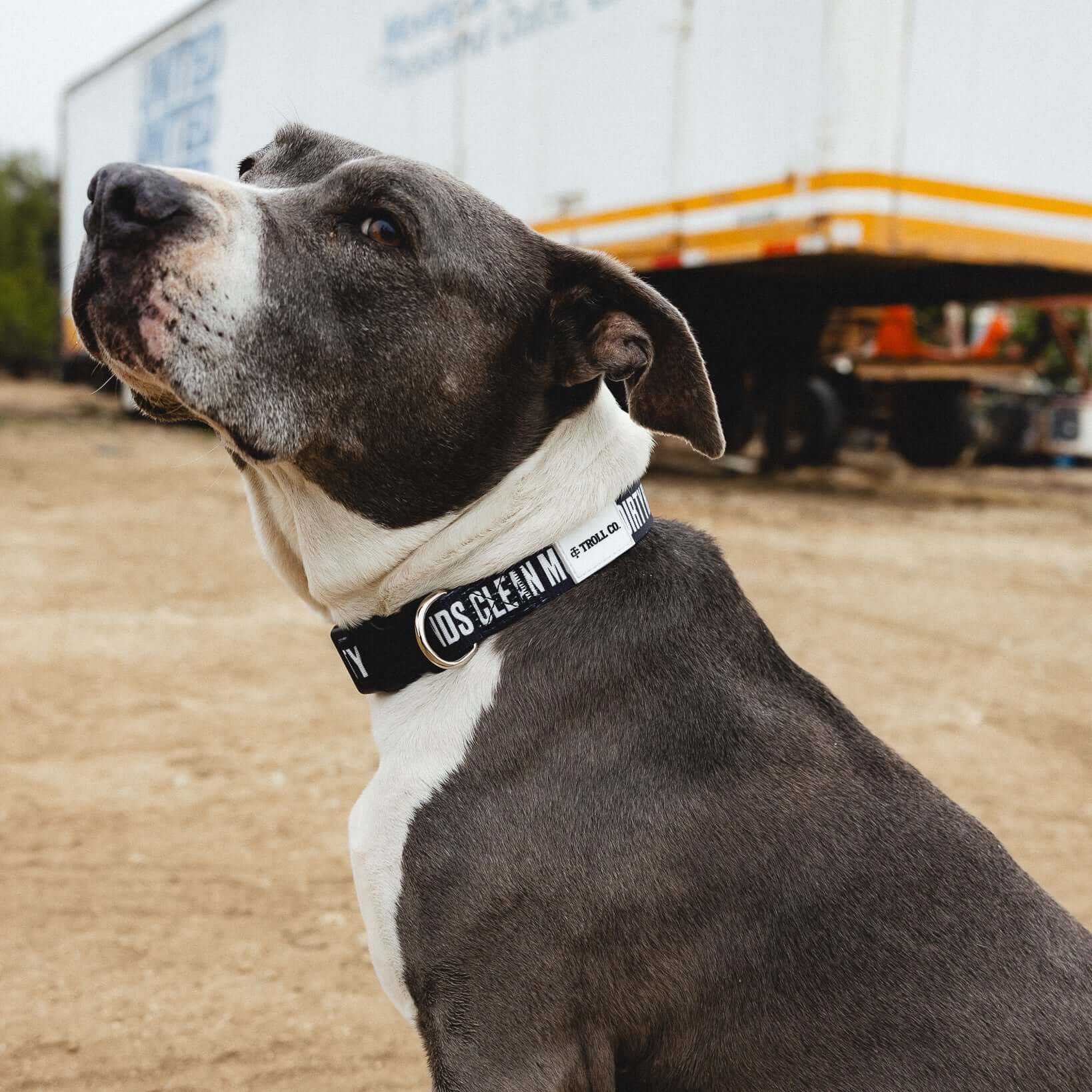 DHCM Heavy Duty Dog Collar - Image 7