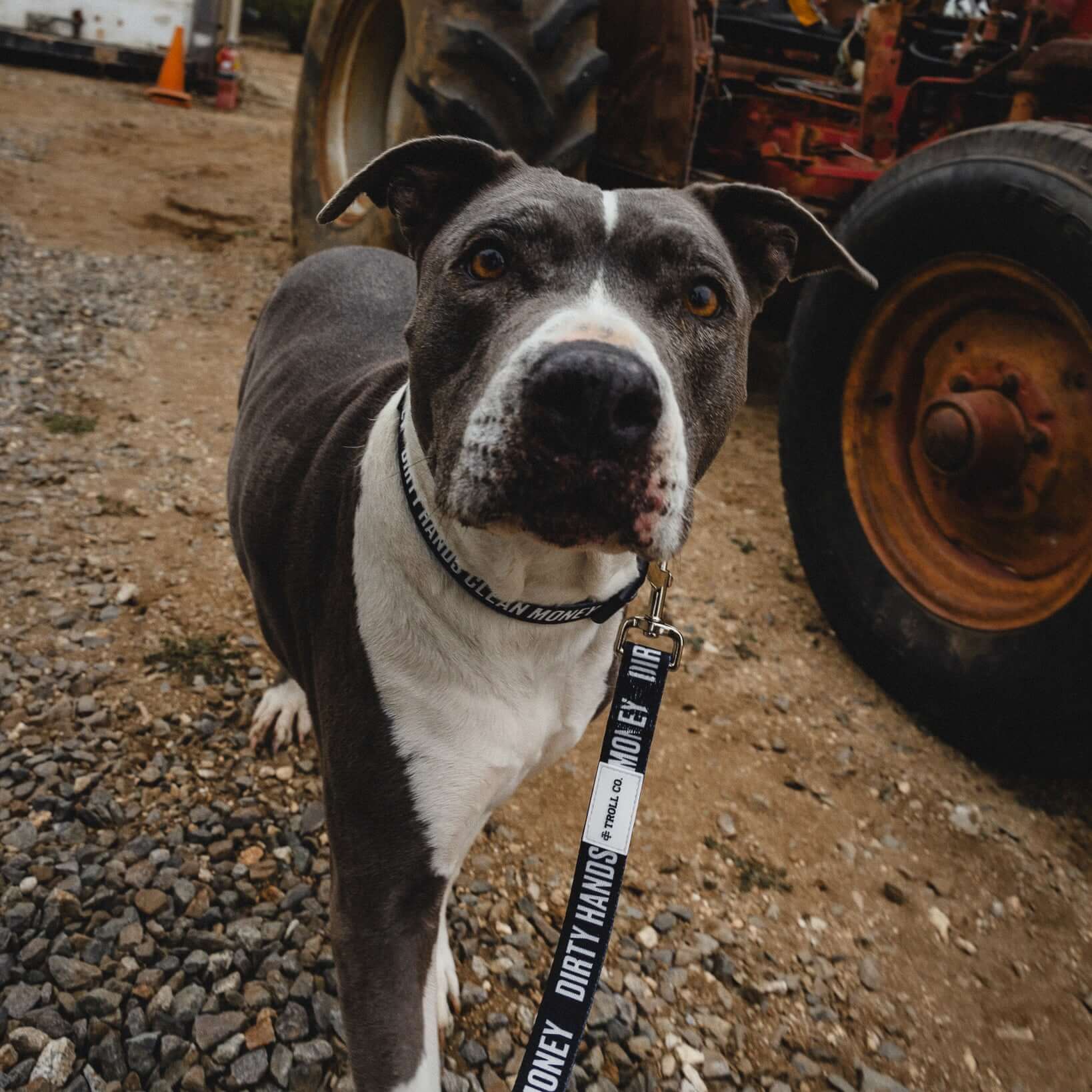 DHCM Heavy Duty Dog Leash - Image 7