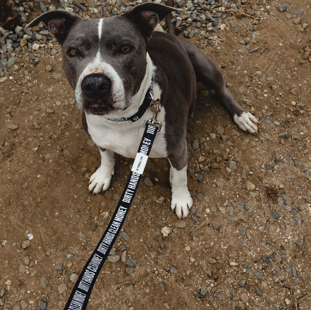 DHCM Heavy Duty Dog Leash - Image 8