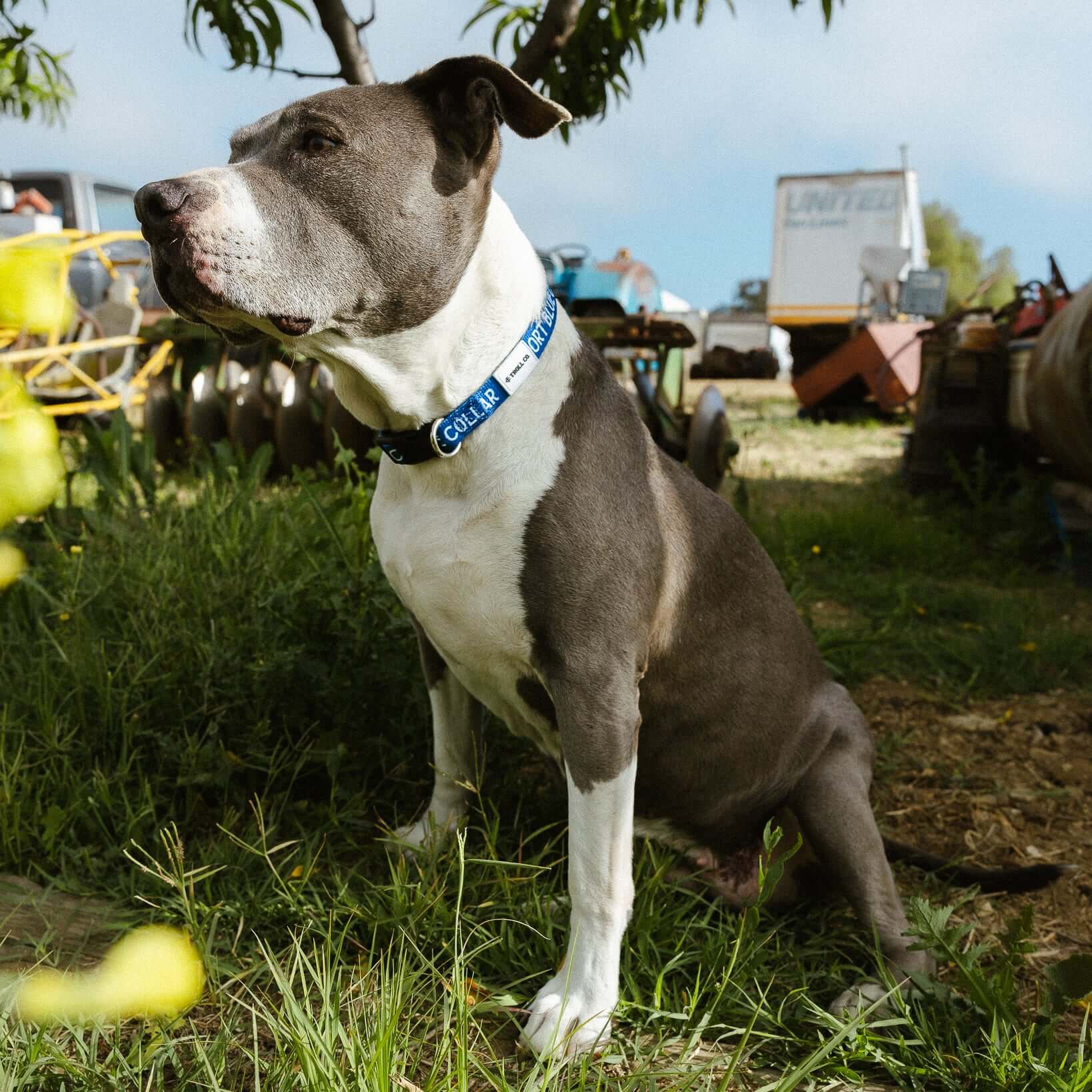 SBC Heavy Duty Dog Collar - Image 4