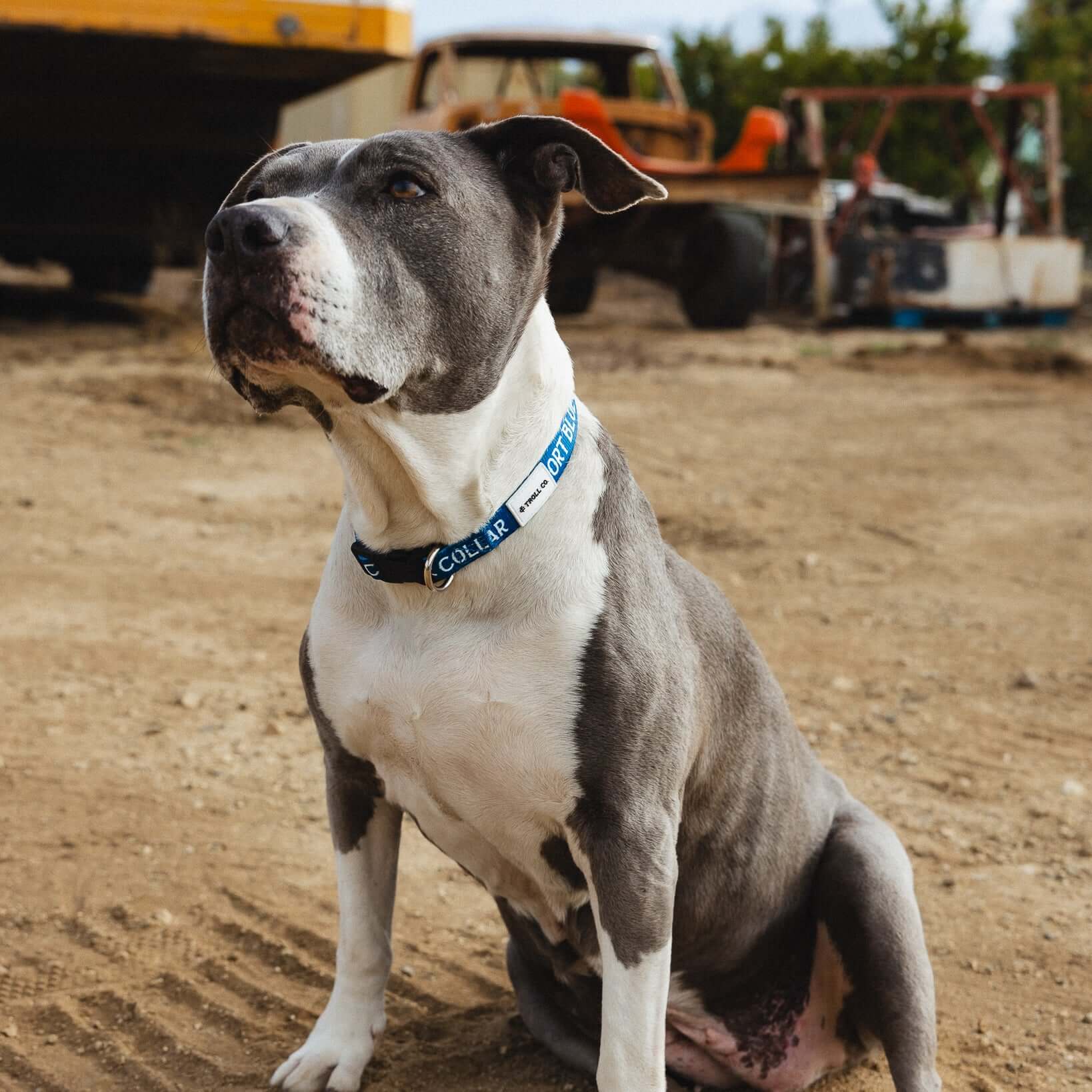 SBC Heavy Duty Dog Collar - Image 5