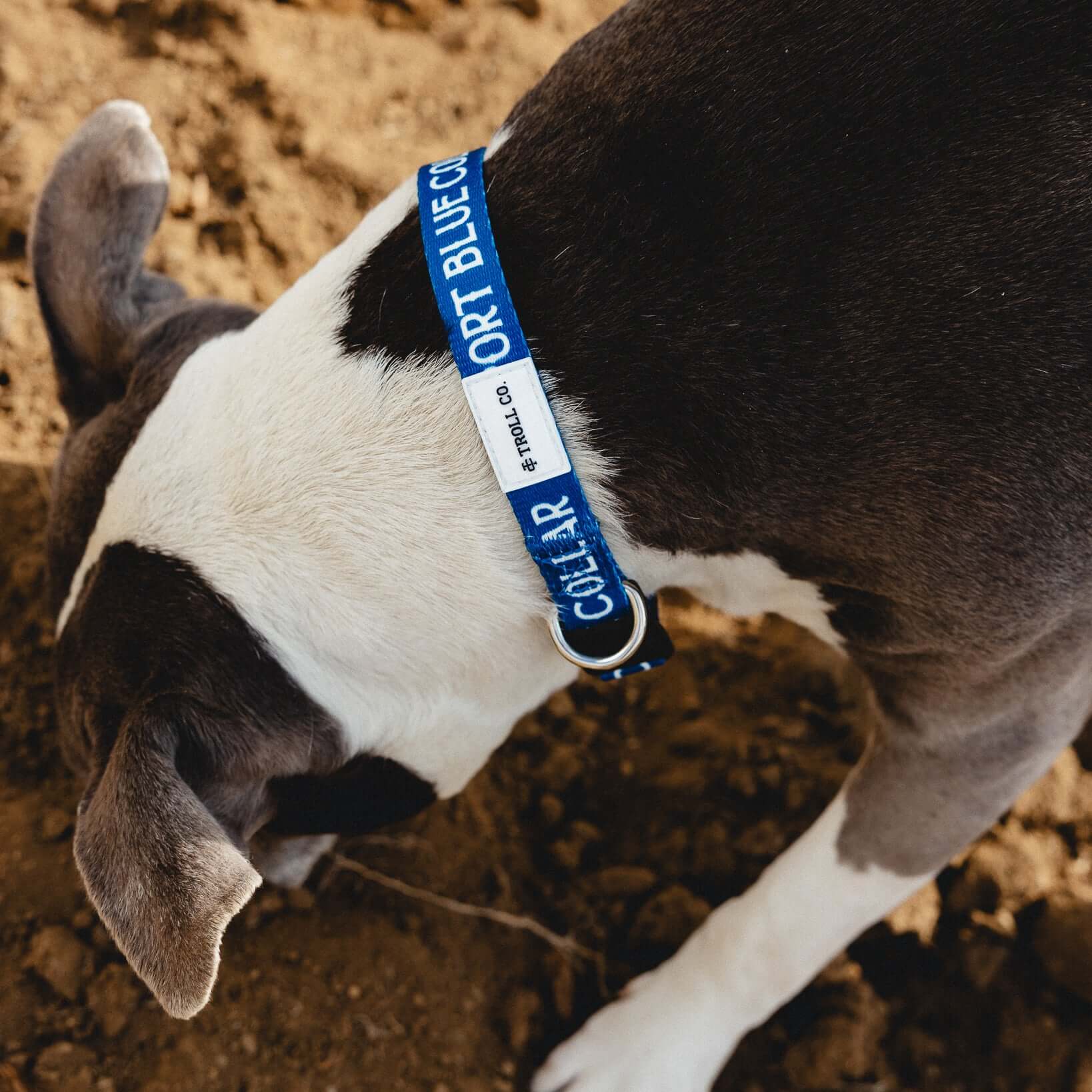 SBC Heavy Duty Dog Collar - Image 7