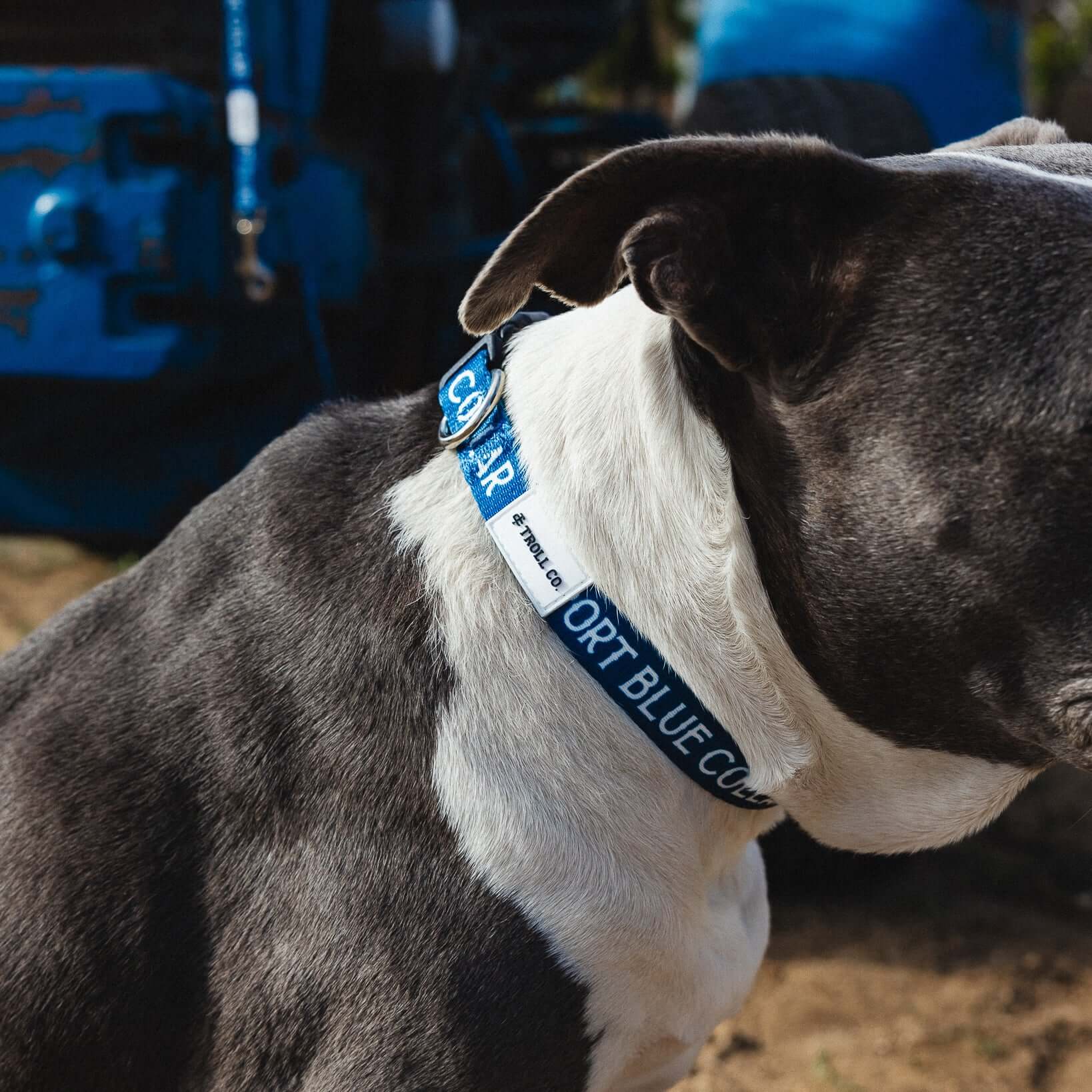 SBC Heavy Duty Dog Collar - Image 8