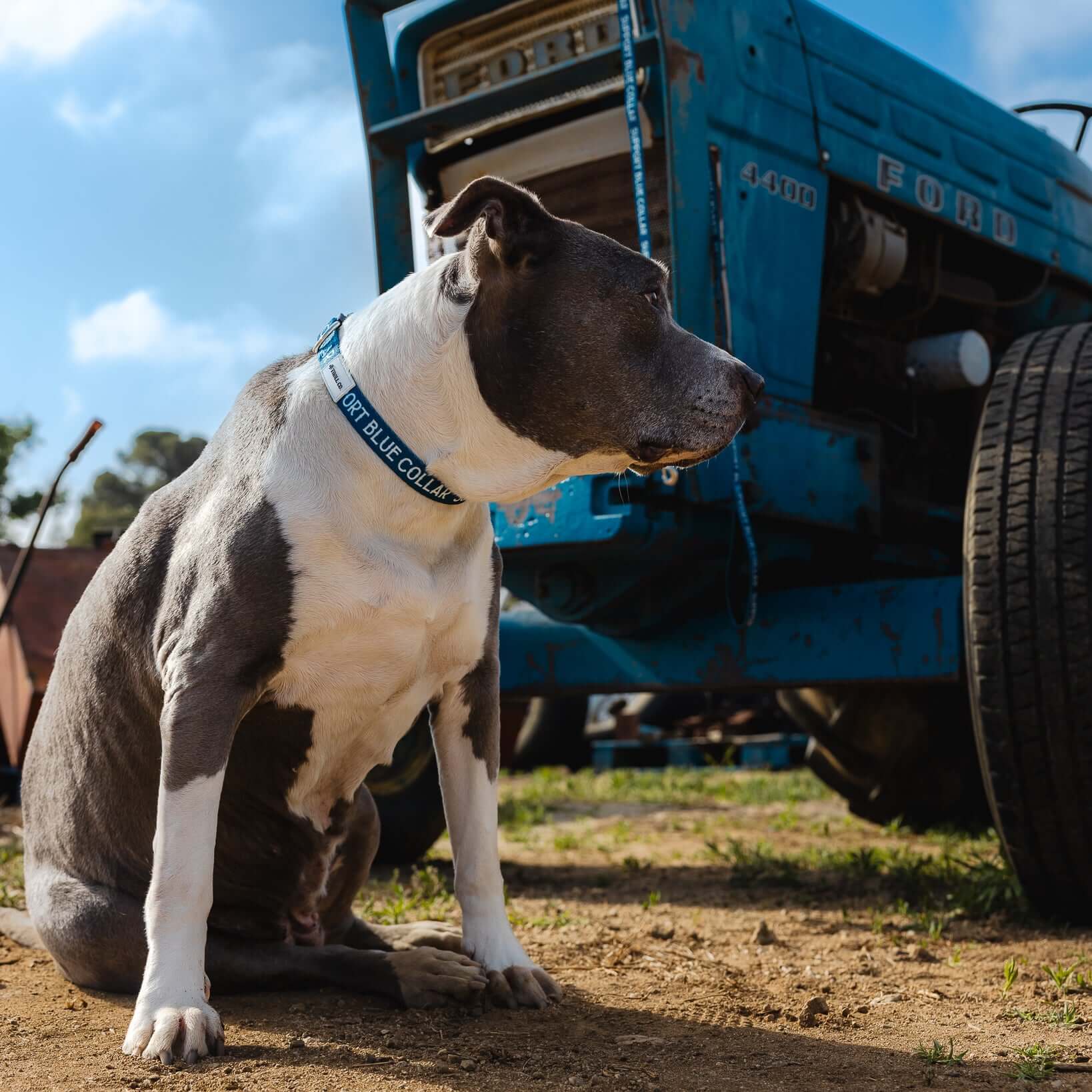 SBC Heavy Duty Dog Collar - Image 9