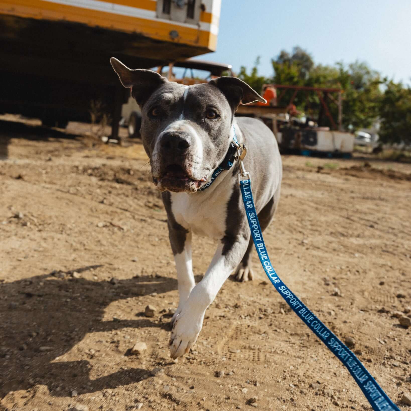 SBC Heavy Duty Dog Leash - Image 4